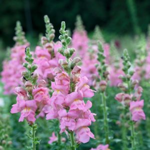 Antirrhinum majus Opus 3 Pink