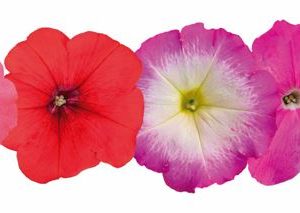 Petunia hybrida Boom! HD Maxi Mix