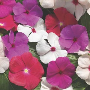 Vinca (Catharanthus) Cora Cascade XDR Mix