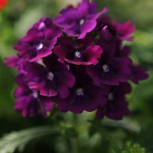 Verbena hybrida compacta Quartz XP Purple