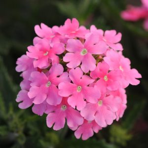 Verbena hybrida compacta Quartz XP Pink