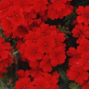 Verbena hybrida compacta Quartz XP Scarlet