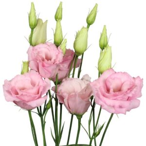 Lisianthus (Eustoma) grandiflorum Mariachi 2 Light Pink