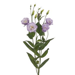 Lisianthus (Eustoma) grandiflorum Reina 2 Blue Splash