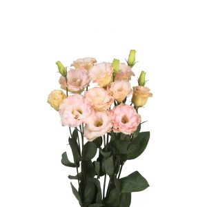 Lisianthus (Eustoma) grandiflorum Reina 2 Champagne