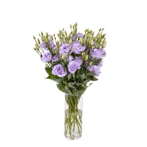 Lisianthus (Eustoma) grandiflorum Reina 2 Deep Lavender