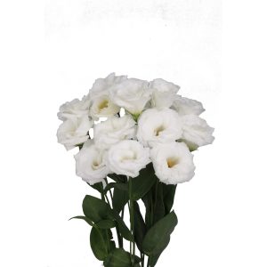 Lisianthus (Eustoma) grandiflorum Robella 2 Pure White