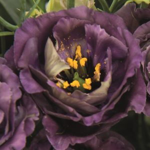 Lisianthus (Eustoma) grandiflorum Rosanne 1 Black Pearl