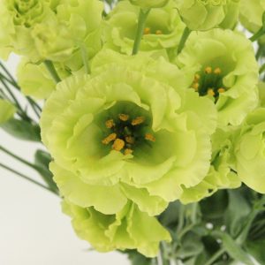 Lisianthus (Eustoma) grandiflorum Rosanne 2 Bright Green
