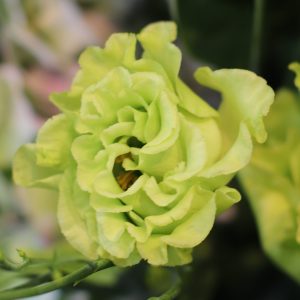 Lisianthus (Eustoma) grandiflorum Rosanne 2 Green