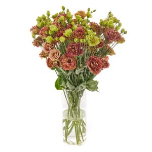 Lisianthus (Eustoma) grandiflorum Rosanne 2 Terracotta