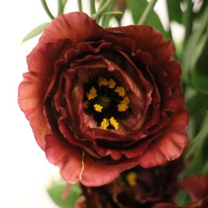 Lisianthus (Eustoma) grandiflorum Rosanne 3 Brown