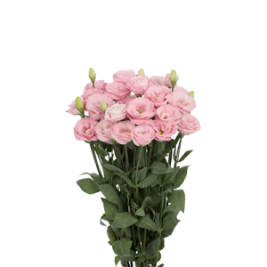 Lisianthus (Eustoma) grandiflorum Rosita 3 Bright Pink