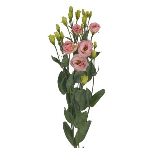 Lisianthus (Eustoma) grandiflorum Rosita 3 Champagne