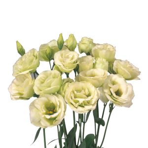 Lisianthus (Eustoma) grandiflorum Rosita 3 Green