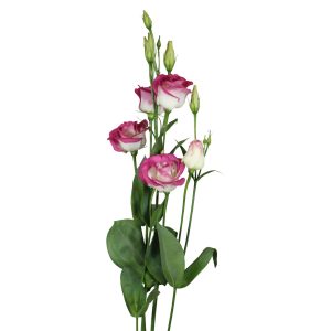 Lisianthus (Eustoma) grandiflorum Rosita 3 Pink Picotee