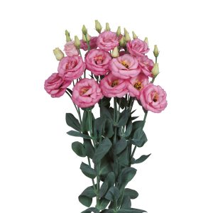 Lisianthus (Eustoma) grandiflorum Rosita 3 Pink