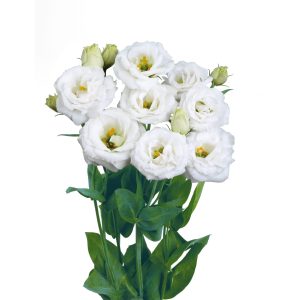 Lisianthus (Eustoma) grandiflorum Rosita 3 Pure White