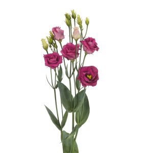 Lisianthus (Eustoma) grandiflorum Rosita 3 Purple Rose