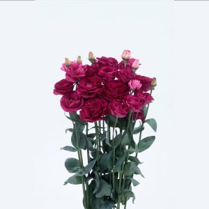 Lisianthus (Eustoma) grandiflorum Rosita 3 Red