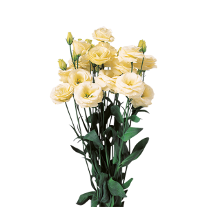 Lisianthus (Eustoma) grandiflorum Rosita 3 Yellow