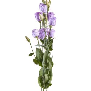 Lisianthus (Eustoma) grandiflorum Rosita 3 Lavender