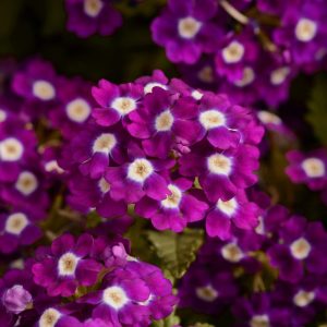 Verbena hybrida compacta Quartz XP Violet Eye