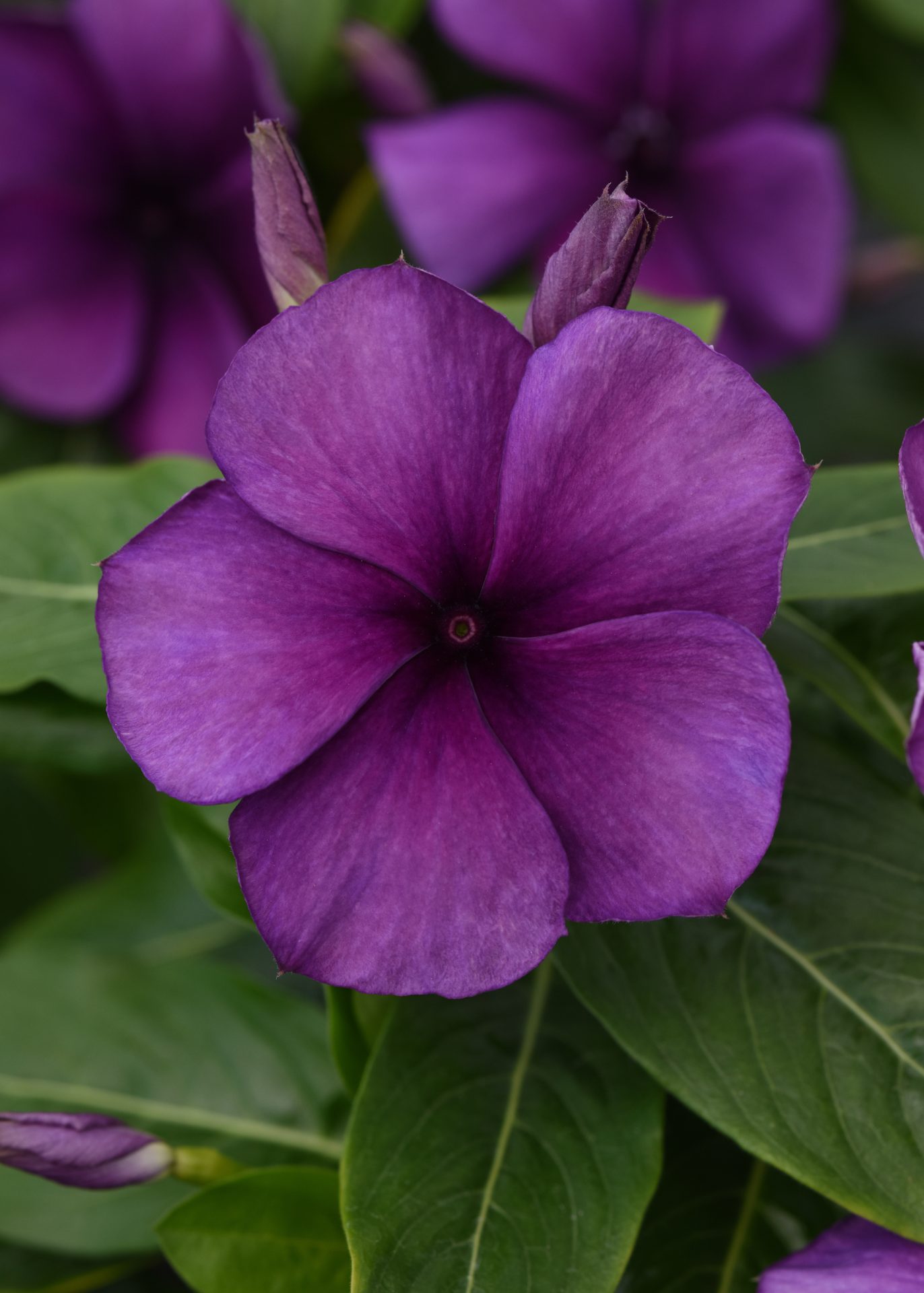 Vinca (catharanthus) roseus Tattoo Blueberry