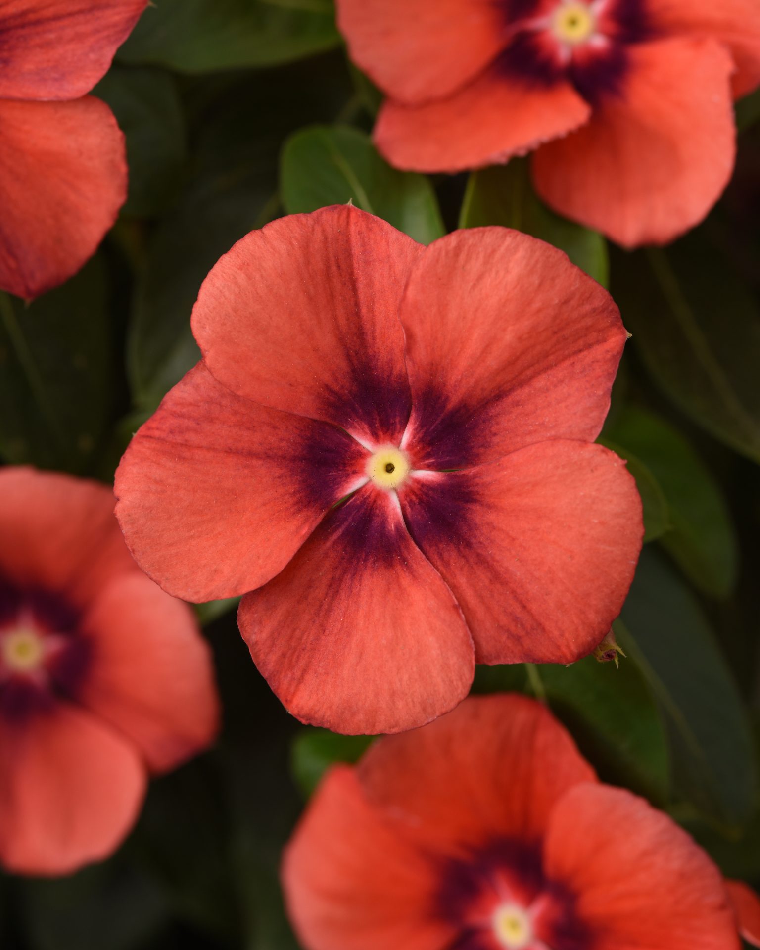 Vinca (catharanthus) roseus Tattoo Tangerine