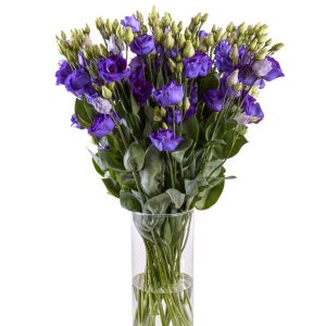 Lisianthus (Eustoma) grandiflorum Rosita 3 Blue 2