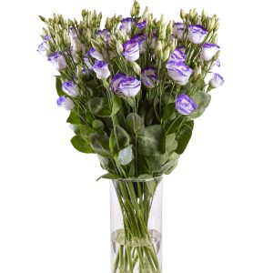 Lisianthus (Eustoma) grandiflorum Rosita 3 Blue Picotee