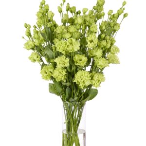 Lisianthus (Eustoma) grandiflorum Rosanne 1 Green