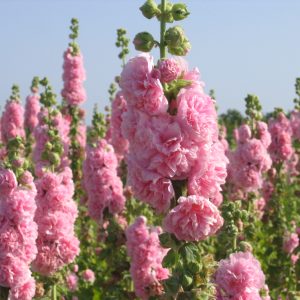 Alcea rosea Chater's Rose
