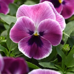 Viola wittrockiana Top Wave Pink Shades
