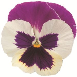 Viola wittrockiana Premier Purple Rose & White
